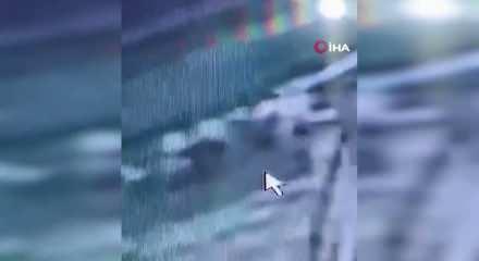 Van&rsquo;da k&ouml;pek saldırıları g&uuml;ndemde: Vatandaşlar &ccedil;&ouml;z&uuml;m bekliyor