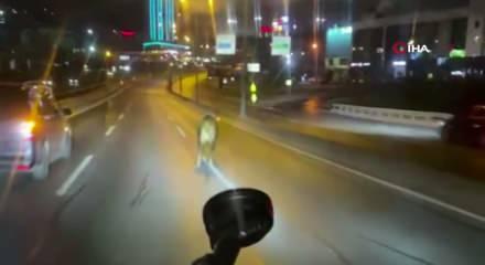 Avcılar&rsquo;da kurban alanından ka&ccedil;an dana E-5&rsquo;i karıştırdı: O anlar kamerada