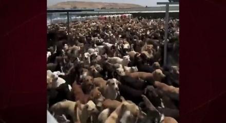 Başıboş sokak k&ouml;peği ter&ouml;r&uuml;ne &ccedil;&ouml;z&uuml;m  'Topluca itlaf edilmeliler'