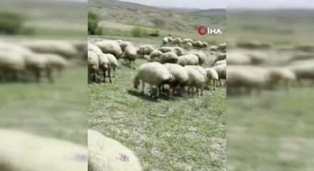Başkent&rsquo;te bir yılan koyun s&uuml;r&uuml;s&uuml;ne saldırdı