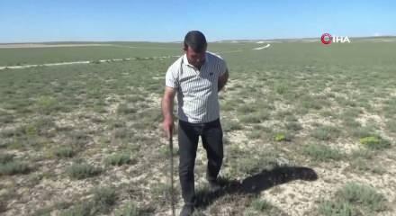 "Dolaman kurdu" g&uuml;nde 60 bin liralık mantar buluyor