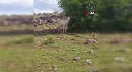 Elazığ'da beyaz ala geyik bu kez koyun s&uuml;r&uuml;s&uuml;nde g&ouml;r&uuml;ld&uuml;