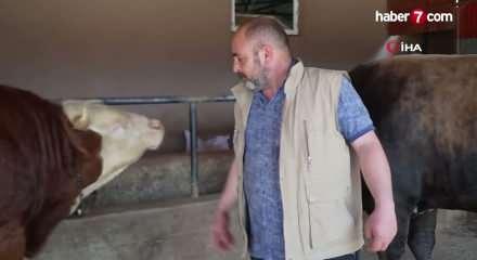 Koceeli'de &ccedil;iftliğin g&ouml;zdesi 1 ton 300 kiloluk tosun oldu