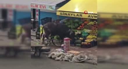Sahibinin elinden ka&ccedil;an manda Iğdır'ı karıştırdı!