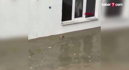 Selin ortasında kalan kediyi boğulmaktan kurtardı