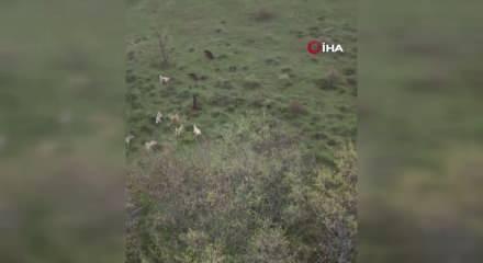 Eskişehir'de s&uuml;r&uuml;ye saldıran ayıya kangal k&ouml;pekleri engel oldu: O anlar kamerada