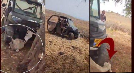 israilli işgalciler Filistinli k&ouml;yl&uuml;n&uuml;n hayvanlarını ara&ccedil;la ezdi