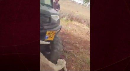 israilli işgalciler Filistinli k&ouml;yl&uuml;n&uuml;n hayvanlarını ara&ccedil;la ezdi