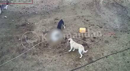 Karaman'da başıboş k&ouml;pekler ke&ccedil;ileri yedi!