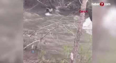 Sivas'ta anne ayının akıntıya kapılan yavrusunu kurtarma m&uuml;cadelesi