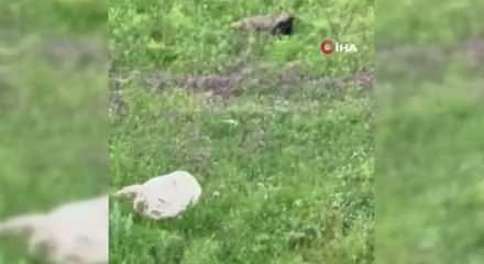 Ağzında avıyla gezen tilki ile vatandaşın g&uuml;ld&uuml;ren diyaloğu: T&uuml;m komutlara harfiyen uydu