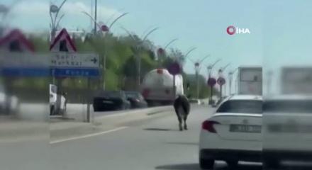 Dana ka&ccedil;tı, vatandaş kovaladı: Kurbanlık, Ankara trafiğini birbirine kattı