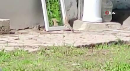 İbibik kuşu kendi sil&uuml;etiyle &ouml;l&uuml;m&uuml;ne kapıştı
