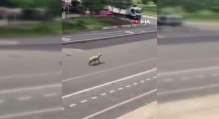 Kurbanlık koyun ka&ccedil;tı, trafiğin altını &uuml;st&uuml;ne getirdi...O anlar kamerada