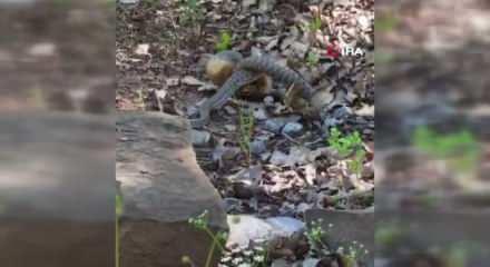Tunceli'de kocabaş yılan, sincabı avladı