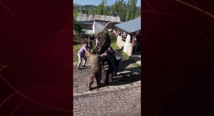 Sivas'ta kurbanlık tosun ortalığı birbirine kattı