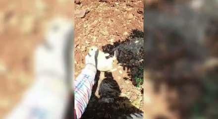 Ot sandı, yavru tavşan &ccedil;ıktı! &Ccedil;ift&ccedil;inin konuşması sosyal medyayı salladı