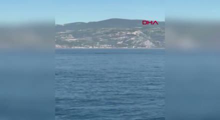 Akdeniz'de balina g&ouml;r&uuml;ld&uuml;