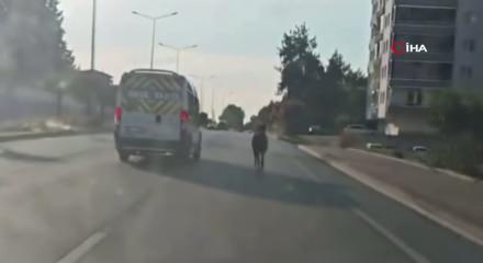 Bursa'da ana yola &ccedil;ıkan başıboş at trafiği birbirine kattı