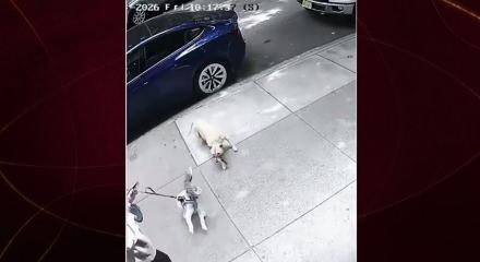 Park halindeki ara&ccedil;tan atlayan pitbull dehşet sa&ccedil;tı!