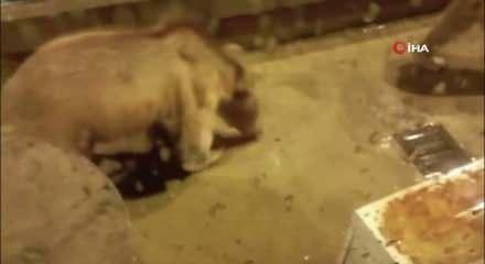 Barajda gece n&ouml;beti tutan g&uuml;venlik&ccedil;iye iki ayı yavrusu s&uuml;rprizi