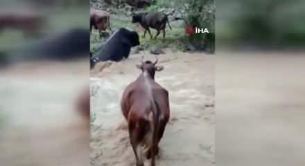 B&uuml;y&uuml;kbaş hayvanlar akıntıyla m&uuml;cadele etti!