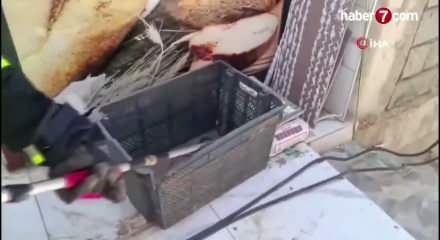 Gaziantep'te yerleşim yerinde yılan paniği