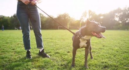 İngiltere'de yeni k&ouml;pek yasası: &Ccedil;ocuklarla yalnız bırakmak yasak