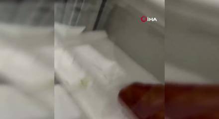 İstanbul'da bir evden 18 piton, 21 Mısır ve 3 king yılanı &ccedil;ıktı