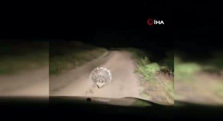 Elazığ&rsquo;da nesli t&uuml;kenme tehlkesi altındaki oklu kirpi g&ouml;r&uuml;nt&uuml;lendi 