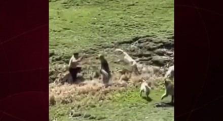 Y&uuml;ksekova'da s&uuml;r&uuml; halindeki k&ouml;pekler &ccedil;ocuğa saldırdı! Dehşet kamerada