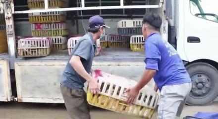 Kesilmek &uuml;zere olan y&uuml;zlerce kedi kurtarıldı!