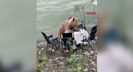 Munzur Vadisi&rsquo;nde piknik masasına gelen ayı kamerada