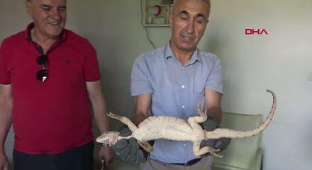 Şırnak&rsquo;ta odunlukta bulunan &ccedil;&ouml;l varanı, doğal yaşam alanına bırakıldı