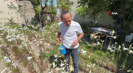 Tokat'ta &uuml;retimi birden bire yaygınlaştı! Litresi 270 bin TL'den satılıyor