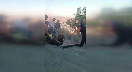 Afyonkarahisar'da bir garip olay! Evin &ccedil;atısına d&uuml;şen ineği itfaiye kurtardı
