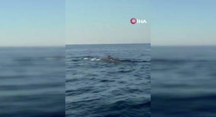 Alanya a&ccedil;ıklarında balina heyecanı kamerada