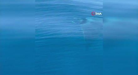 G&ouml;k&ccedil;eada'da manta vatozu g&ouml;r&uuml;nt&uuml;lendi