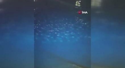 Mavi y&uuml;zge&ccedil;li orkinos sezonu erken tamamlandı: T&uuml;rk balık&ccedil;ılar kotayı doldurdu