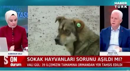 İstanbul Valisi G&uuml;l&rsquo;den sahipsiz hayvan a&ccedil;ıklaması: &ldquo;Y&uuml;zde 65&rsquo;i toplandı&rdquo;