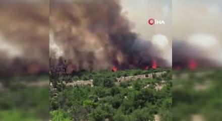 İzmir Dikili'de orman yangını &ccedil;ıktı