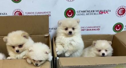  Kapıkule'de 'Pomeranian' cinsi 6 k&ouml;pek yavrusu ele ge&ccedil;irildi