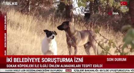 Sokak k&ouml;peği saldırıları sonrası bakanlık harekete ge&ccedil;ti: 2 belediye başkanına soruşturma izni