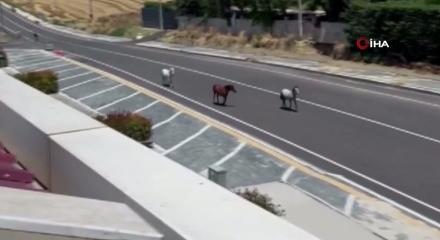 Tekirdağ'da başıboş atlar kazaya davetiye &ccedil;ıkardı