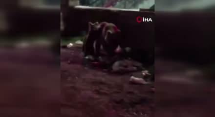Vatandaş ayılara yanık yanık t&uuml;rk&uuml; s&ouml;yledi! İşte viral olan anlar