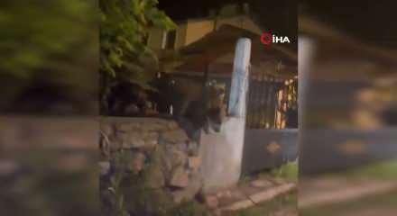Kars'ta roller değişti: Vatandaş kapıda kaldı, ayılar bah&ccedil;ede keyif yaptı!