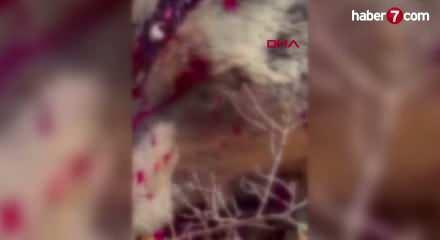 İzmir'de balkonda uyuyan yaşlı adama saldırıp &ouml;ld&uuml;ren ayı vuruldu