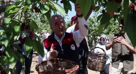 Elazığ'da kiraz hasadı başladı