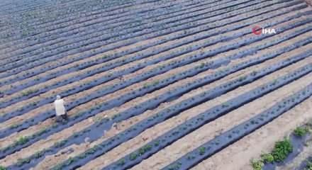 Hobi olarak başladı şimdi 100 ton &uuml;retim yapıyor