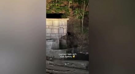 Kızılcahamam'da &ccedil;eşmeden su i&ccedil;en ayının komik anları